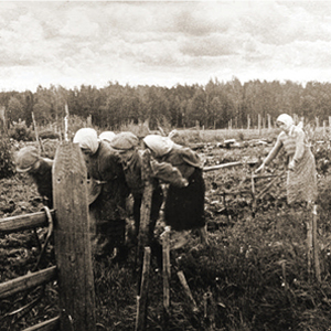 Школьники в поле